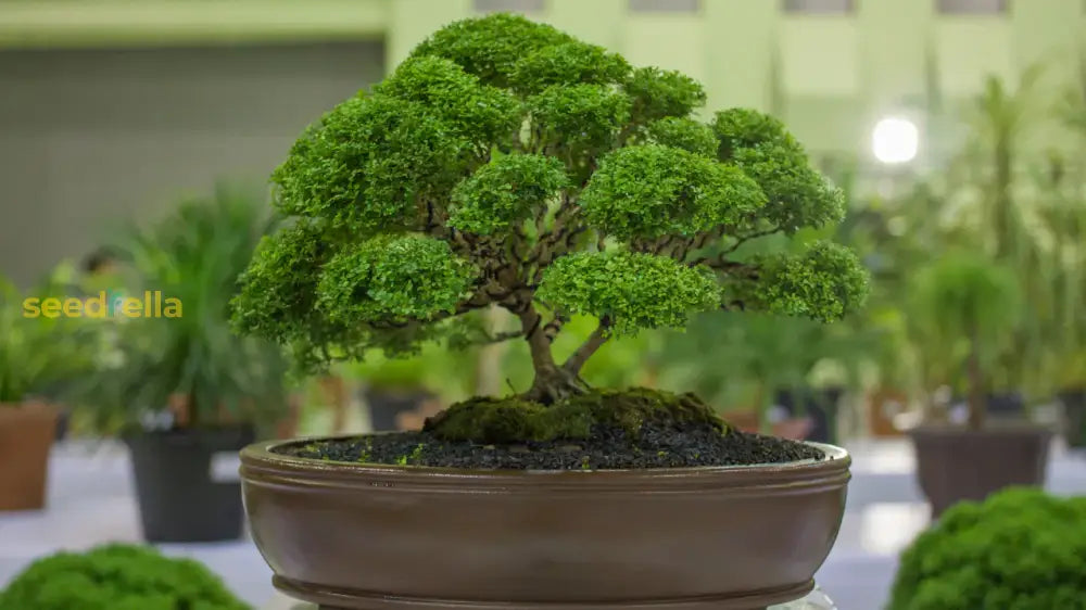 Bonsai Seeds For Home Garden: Complete Planting Guide Plant Seeds