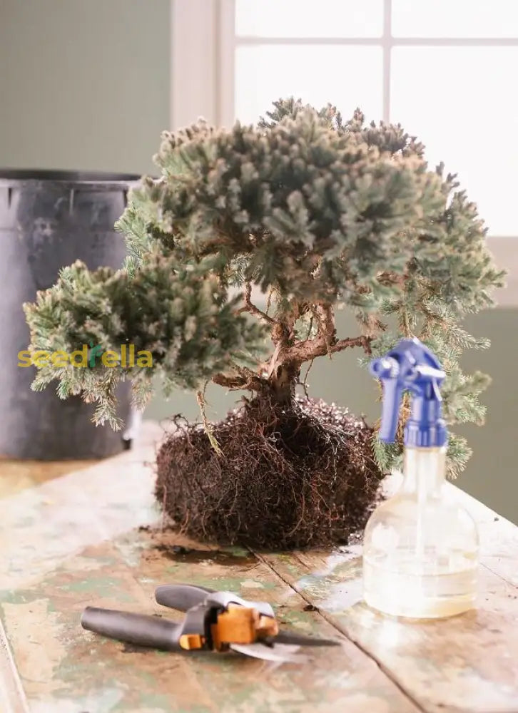 Bonsai Tree Seeds For Planting - White Color Guide Plant Seeds