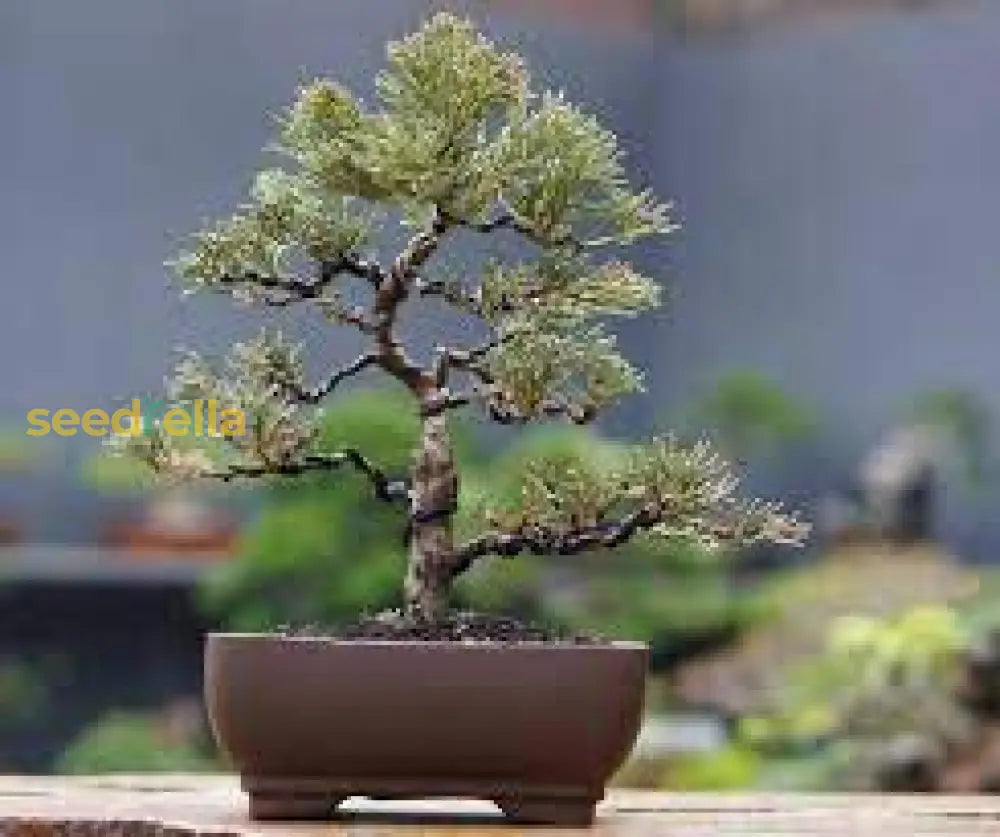 Bonsai Tree Seeds For Planting - White Color Guide Plant Seeds