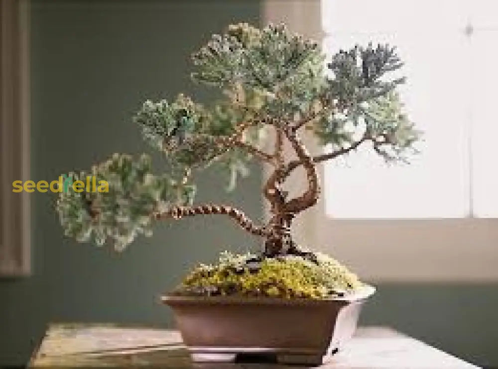 Bonsai Tree Seeds For Planting - White Color Guide Plant Seeds