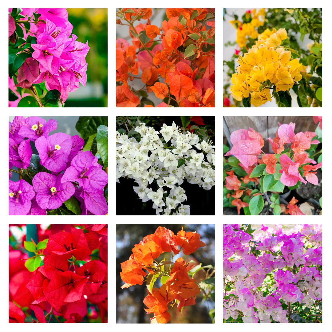 Exotic Bougainvillea Flower Seeds For Vibrant Garden Planting