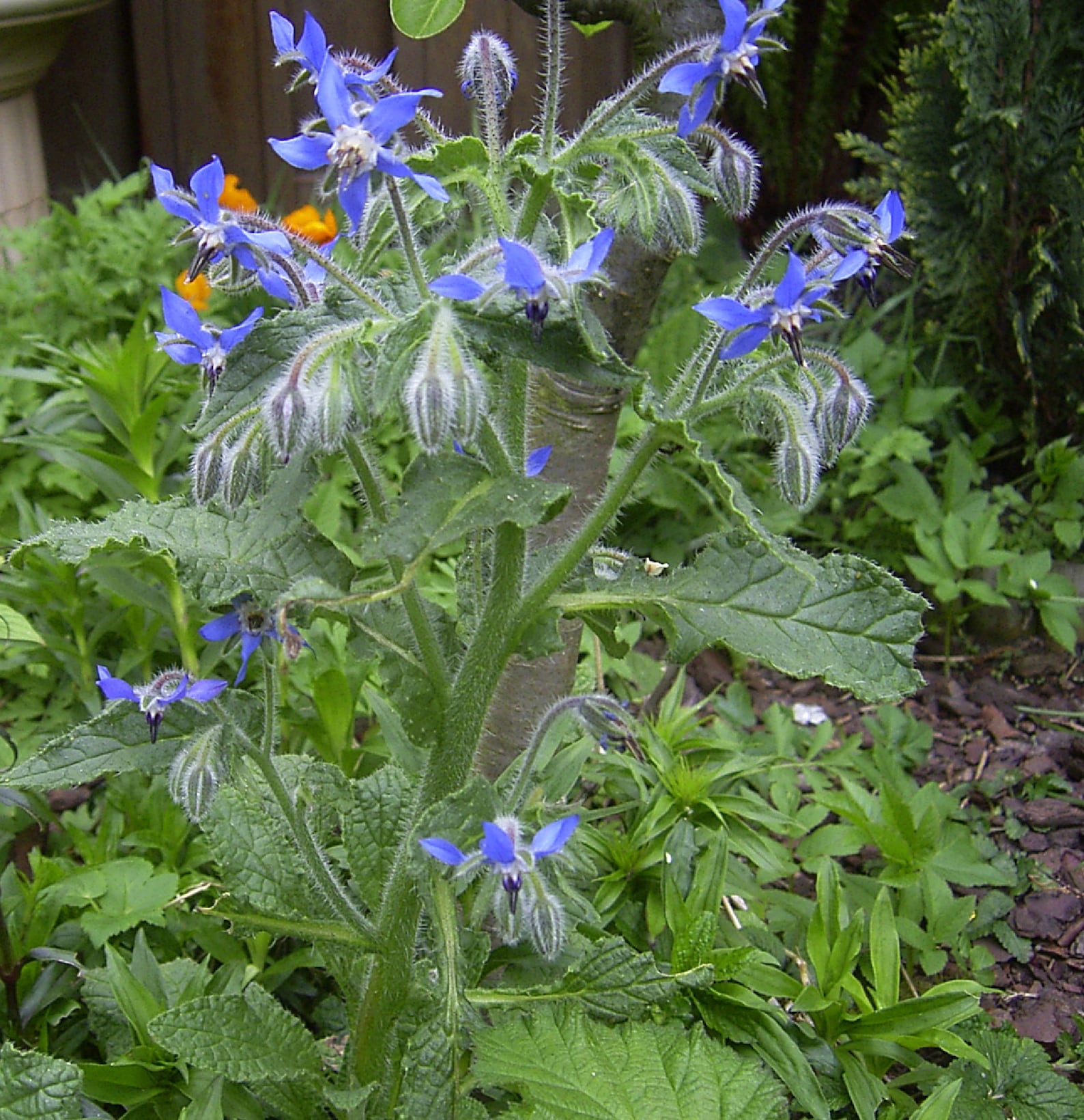 Borage blue star-shaped flowers grown from seeds