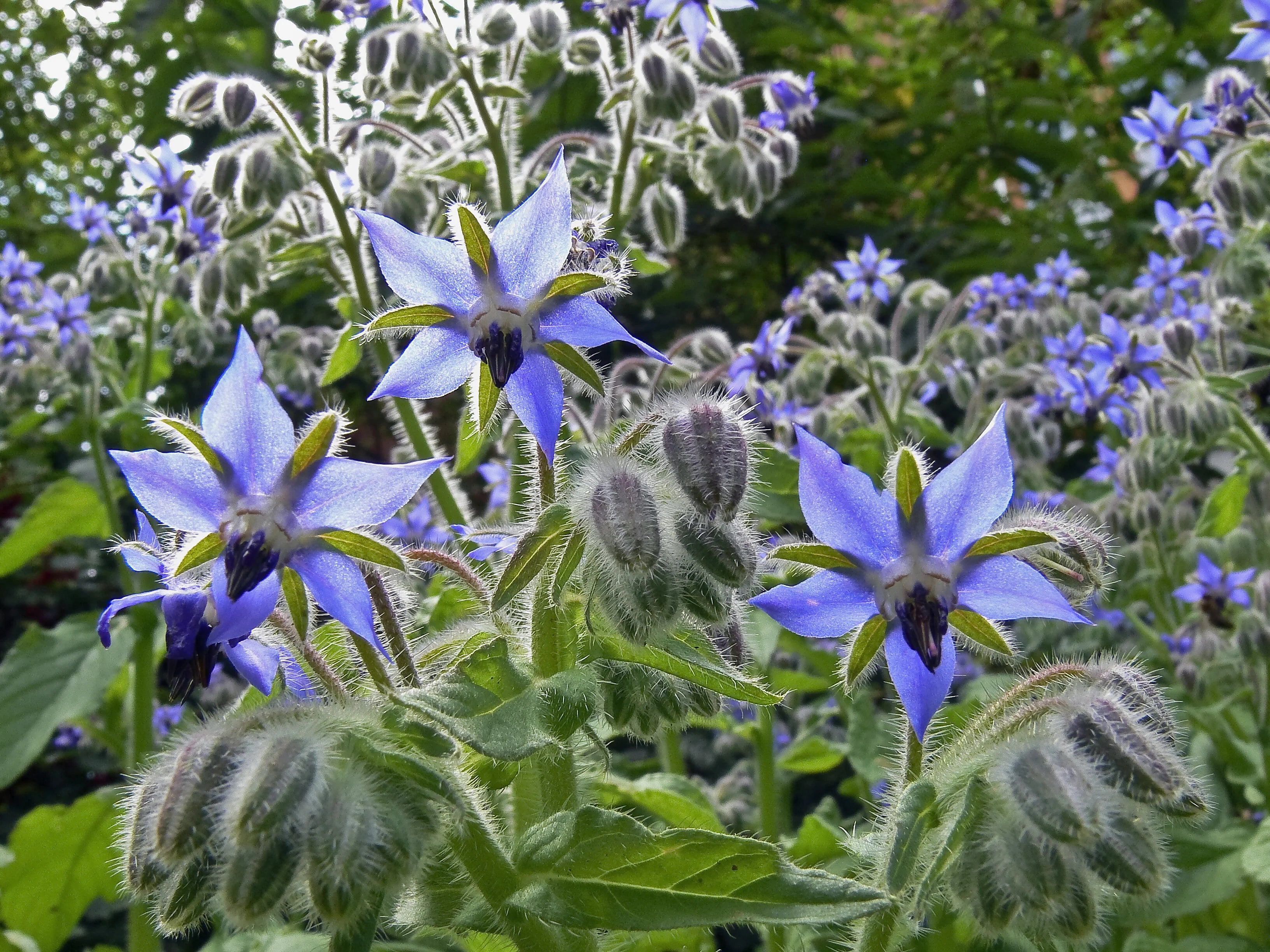 Blue Borage Plants Blooming in Herb Garden