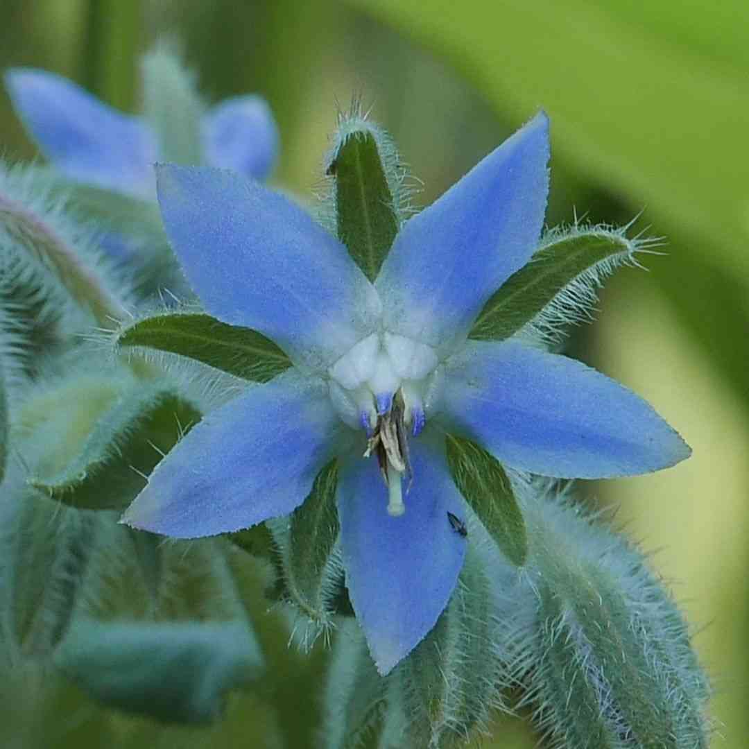 Seedlings of Borage annual herb grown from seeds