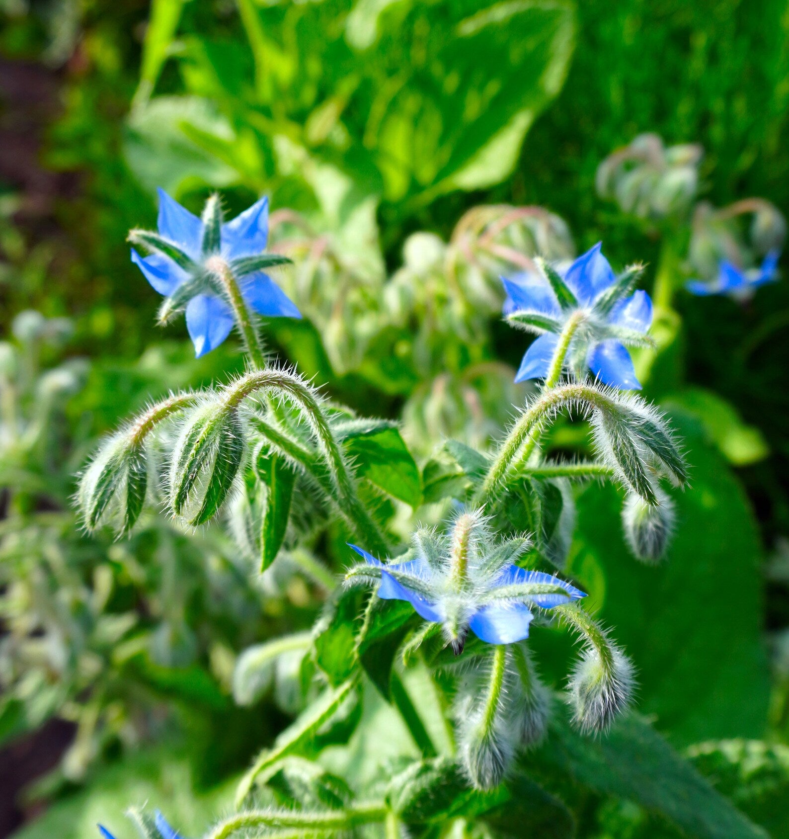 Borage seeds Borago officinalis blue star flowers