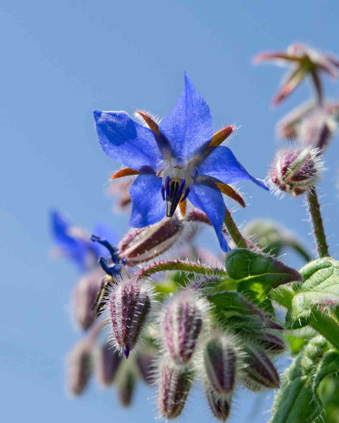 Borago officinalis grown from seeds in pollinator garden