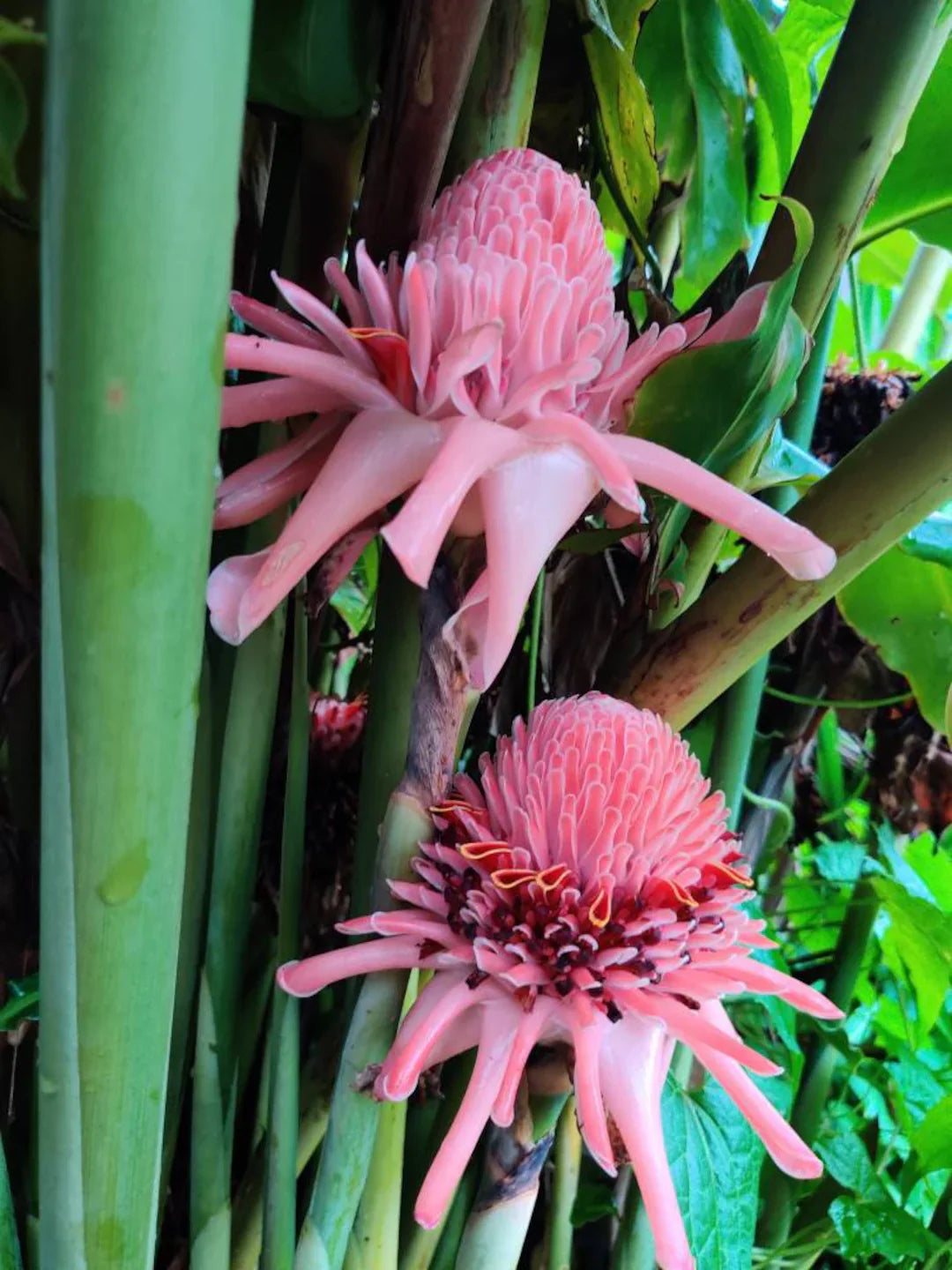 Pink Torch Ginger Flowers in Garden Border