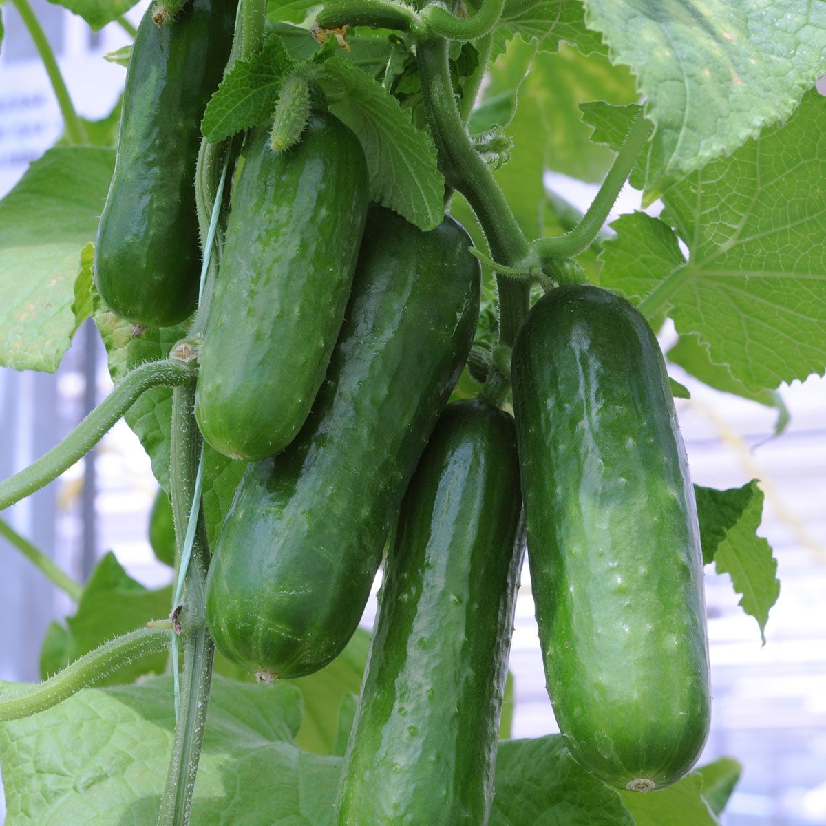 Long crisp cucumbers grown from Boston Abbeizen seeds