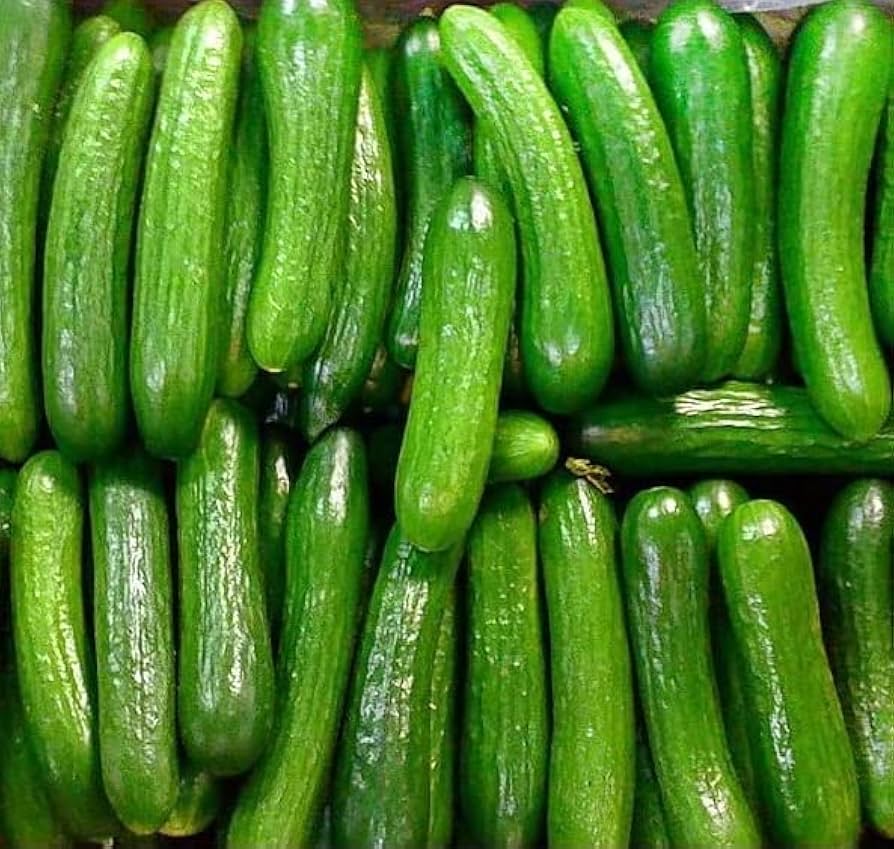 Boston Abbeizen Cucumber Seeds Non-GMO for classic garden planting