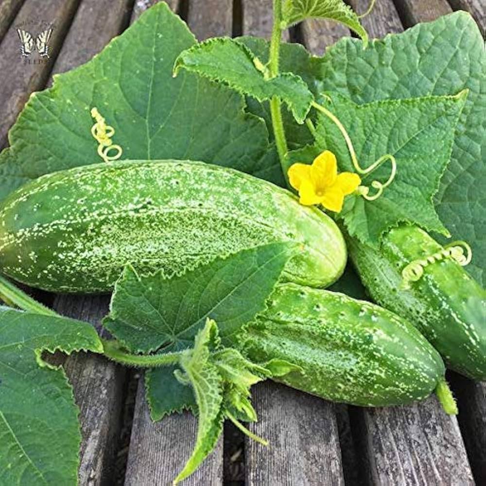 Boston Decapaggio cucumber seeds for planting