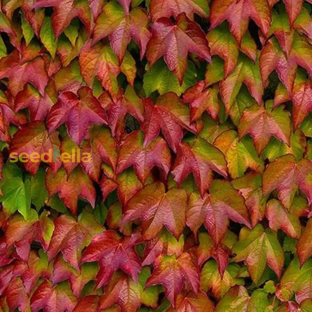 Boston Ivy Plant Mixed Seeds For Planting - Climbing Vine Beauties Seeds