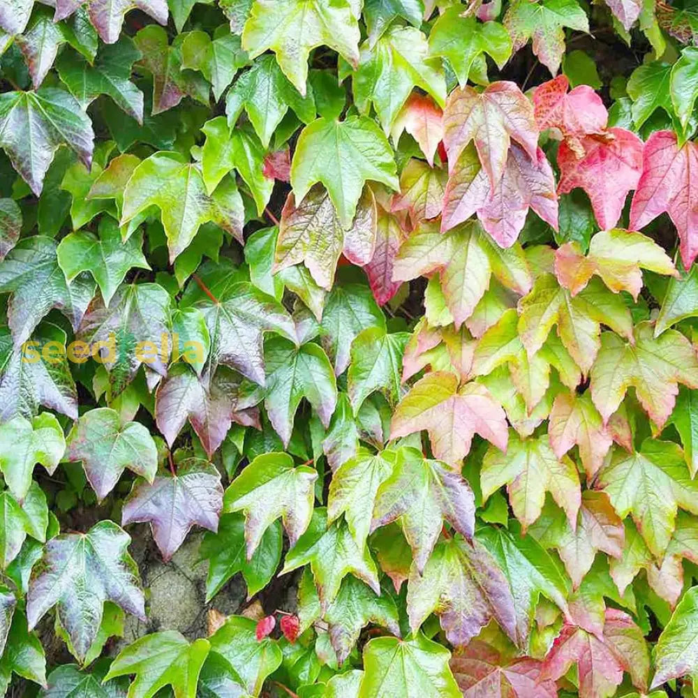 Boston Ivy Plant Mixed Seeds For Planting - Climbing Vine Beauties Seeds