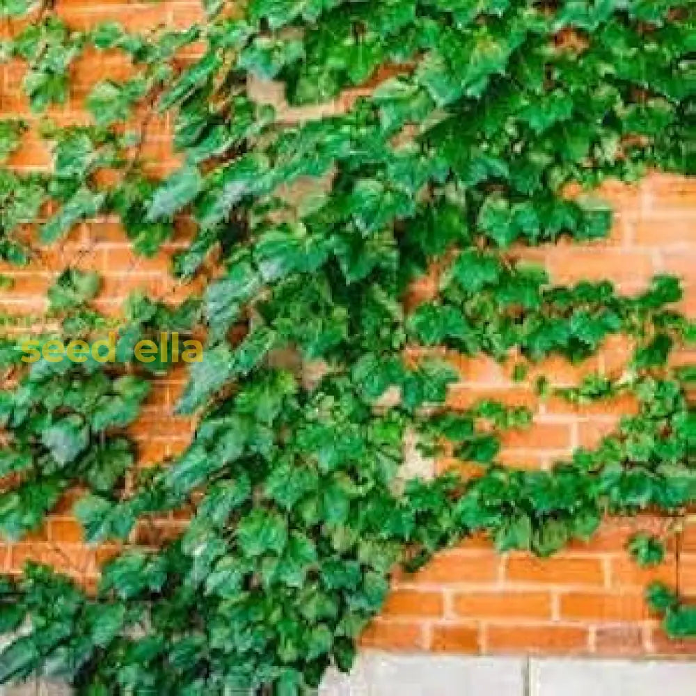 Boston Ivy Plant Seeds For Planting Seeds