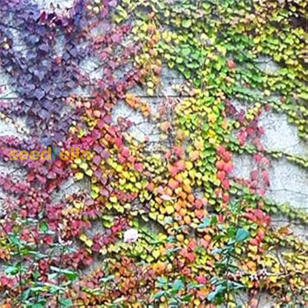 Boston Ivy Planting Seeds Collection - Mixed Varieties For Vibrant Gardens Plant Seed