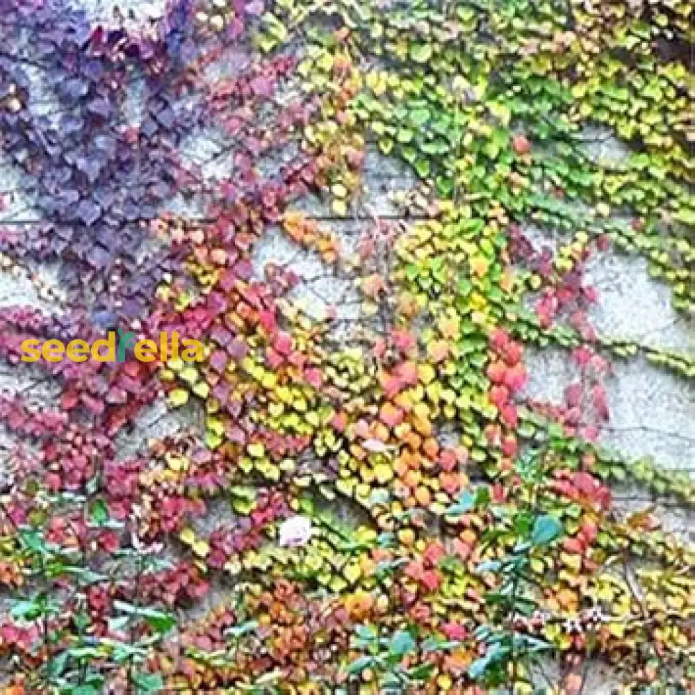 Boston Ivy Planting Seeds Collection - Mixed Varieties For Vibrant Gardens Plant Seed