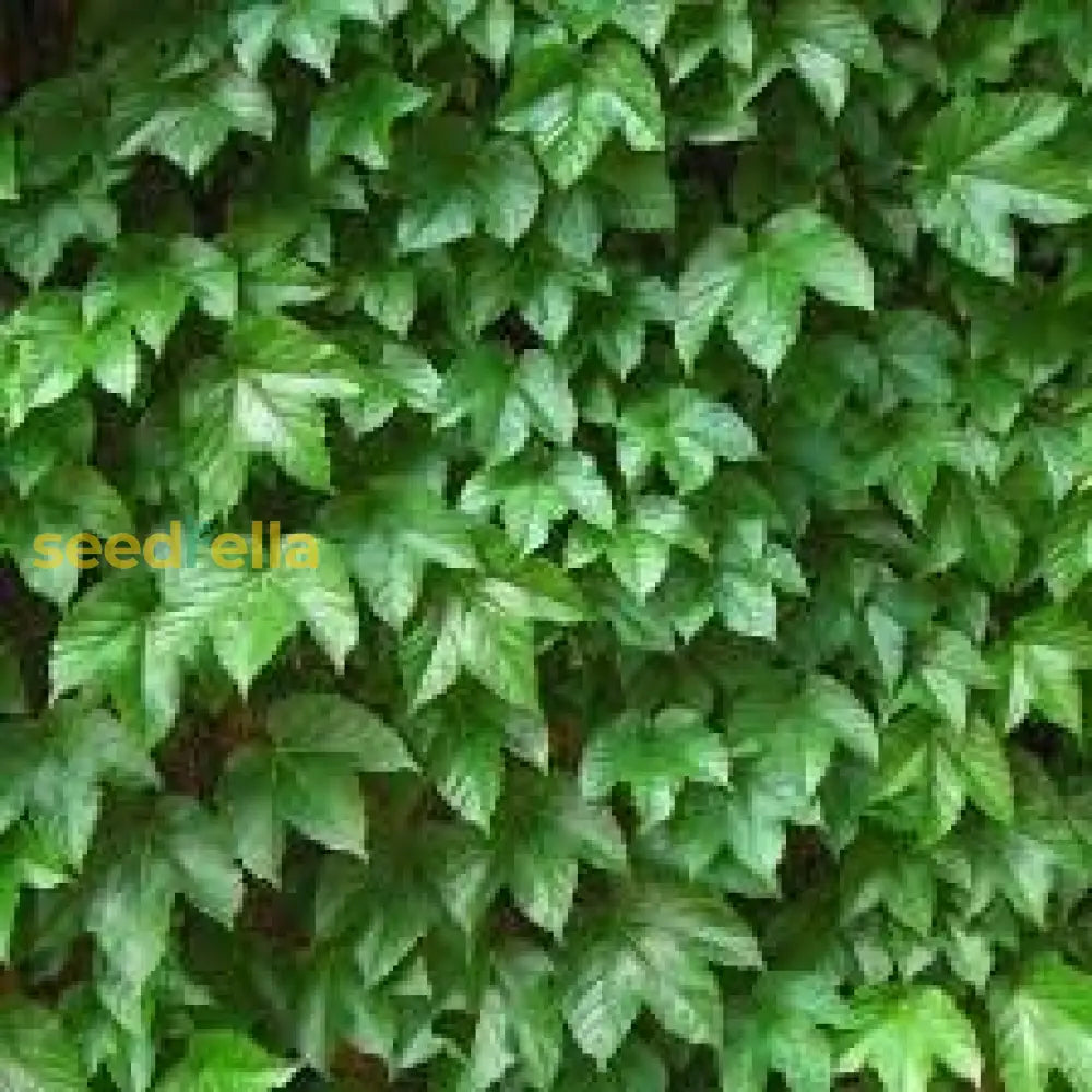 Boston Ivy Seeds For Easy Planting Plant Seeds