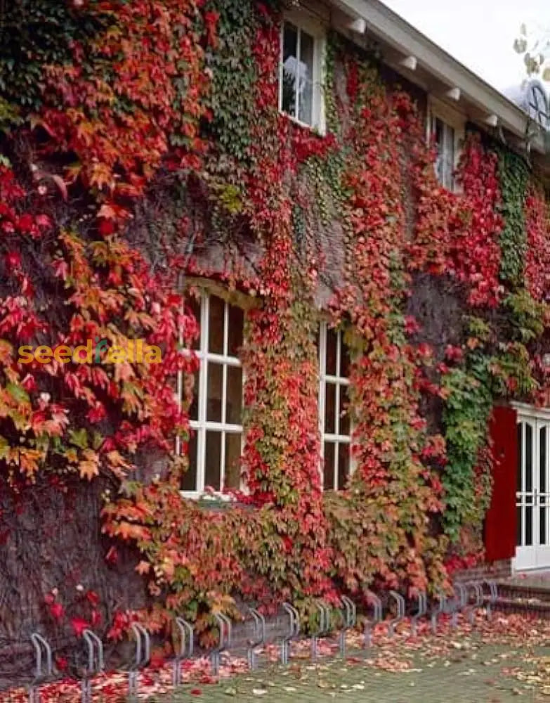 Boston Ivy Seeds For Easy Planting Plant Seeds