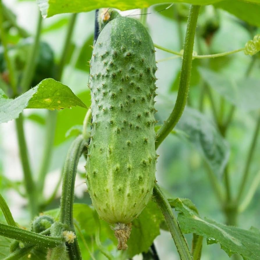 Mature Boston Pickling Cucumber vine in vegetable patch