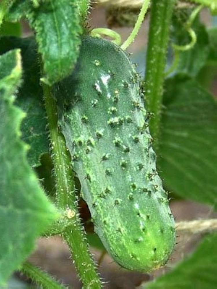Healthy Boston Pickling Cucumber seedlings ready for transplanting