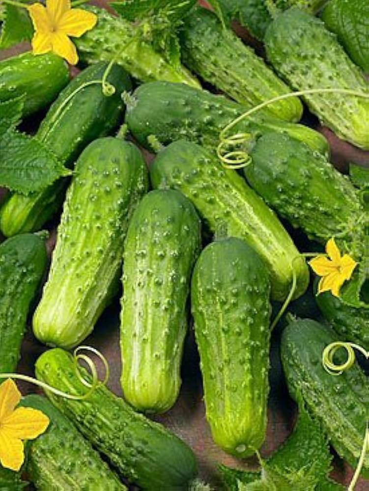 Boston Pickling Cucumber seeds (Cucumis sativus) for heirloom vegetable patch planting