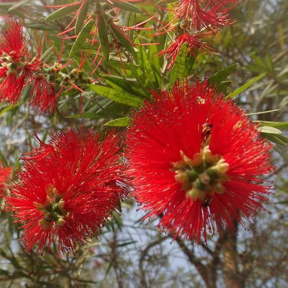 Bottle Brush Melaleuca Flower Seeds for Planting