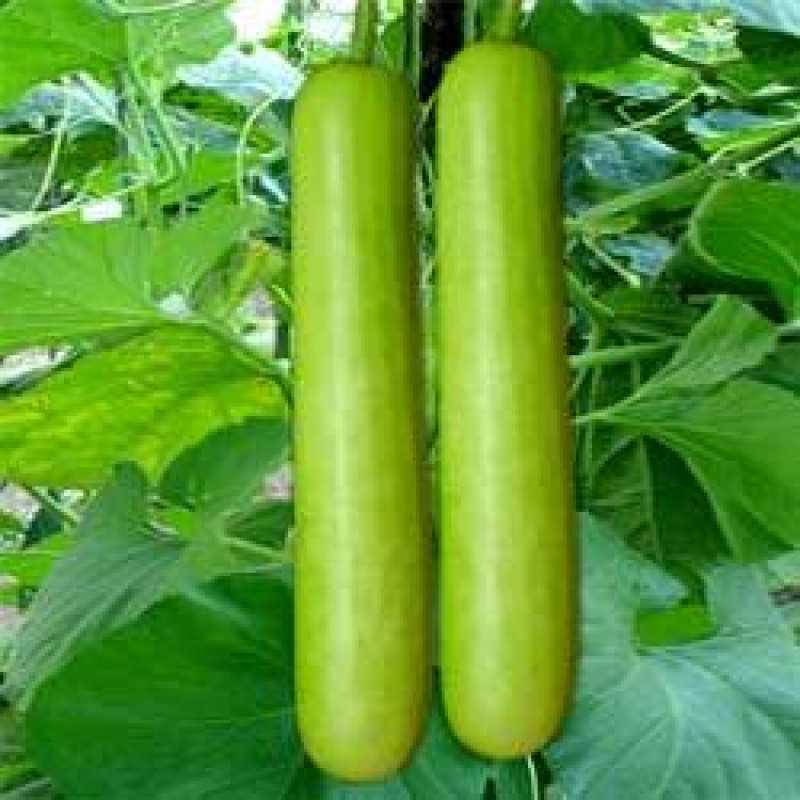 Bottle gourd vines in garden grown from seeds