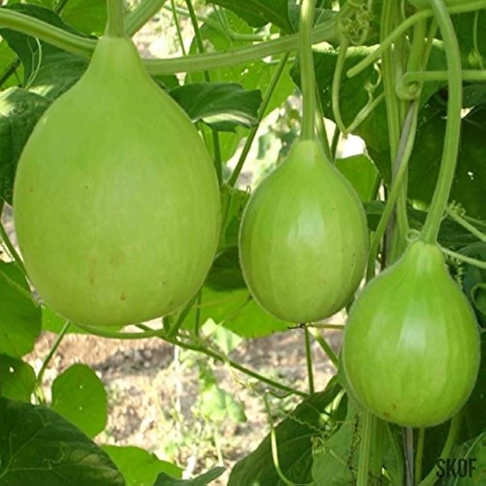 Growing bottle gourd plants from non GMO seeds in sunny gardens