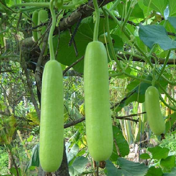 Bottle gourd seeds for planting Non GMO variety