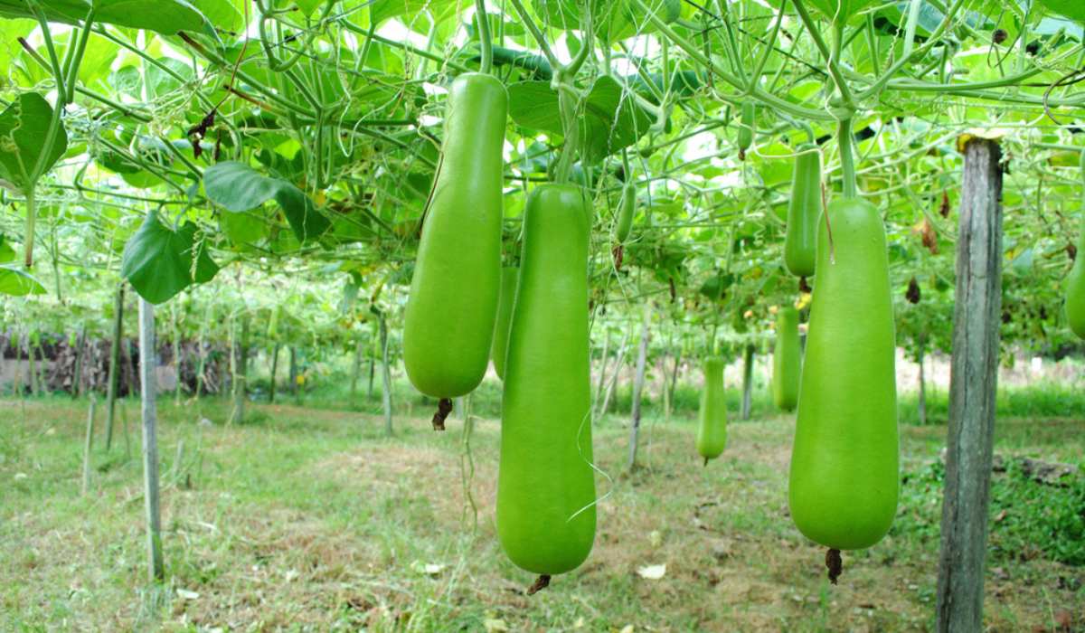 Bottle gourd plants growing from seeds on trellis