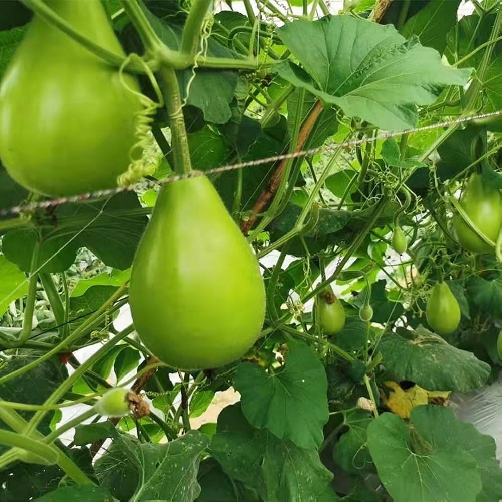 Lagenaria siceraria bottle gourd seeds vigorous vine variety