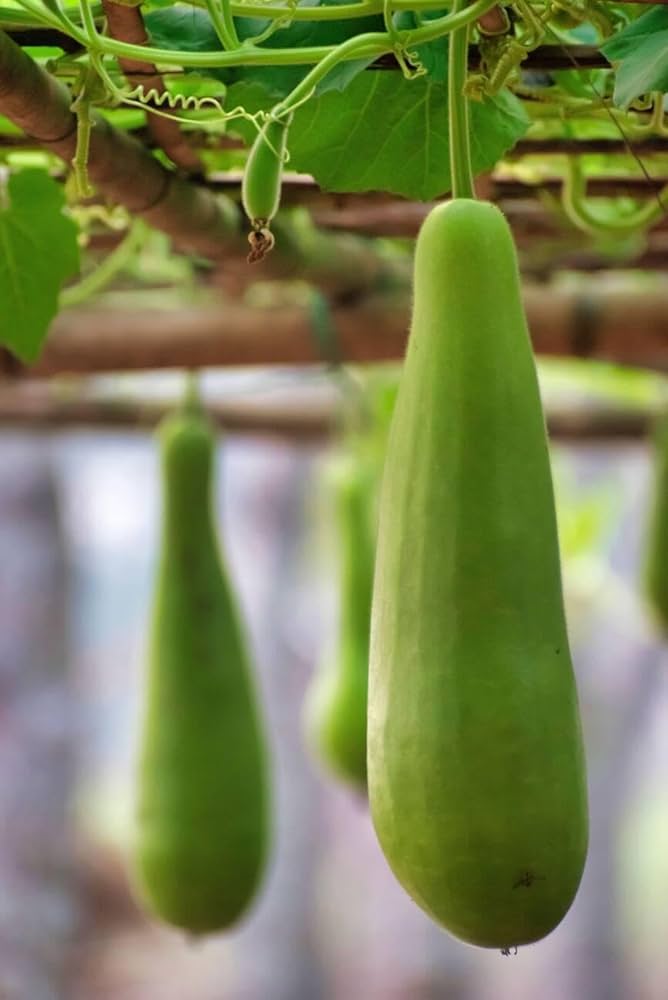 Bottle Gourd seeds for home gardens