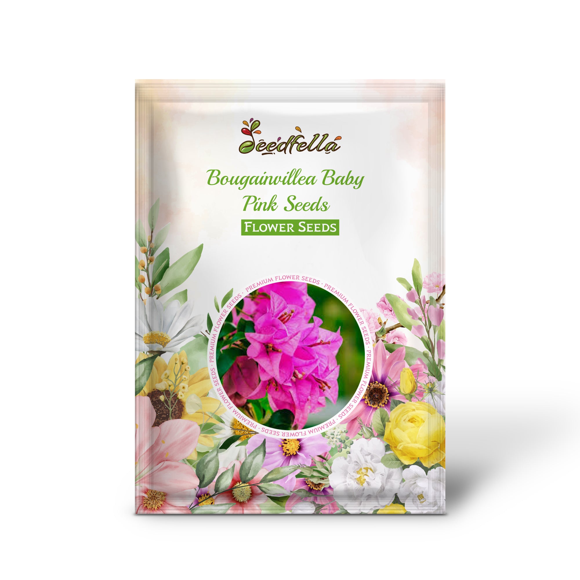 Bougainvillea Baby Pink flowers in full bloom