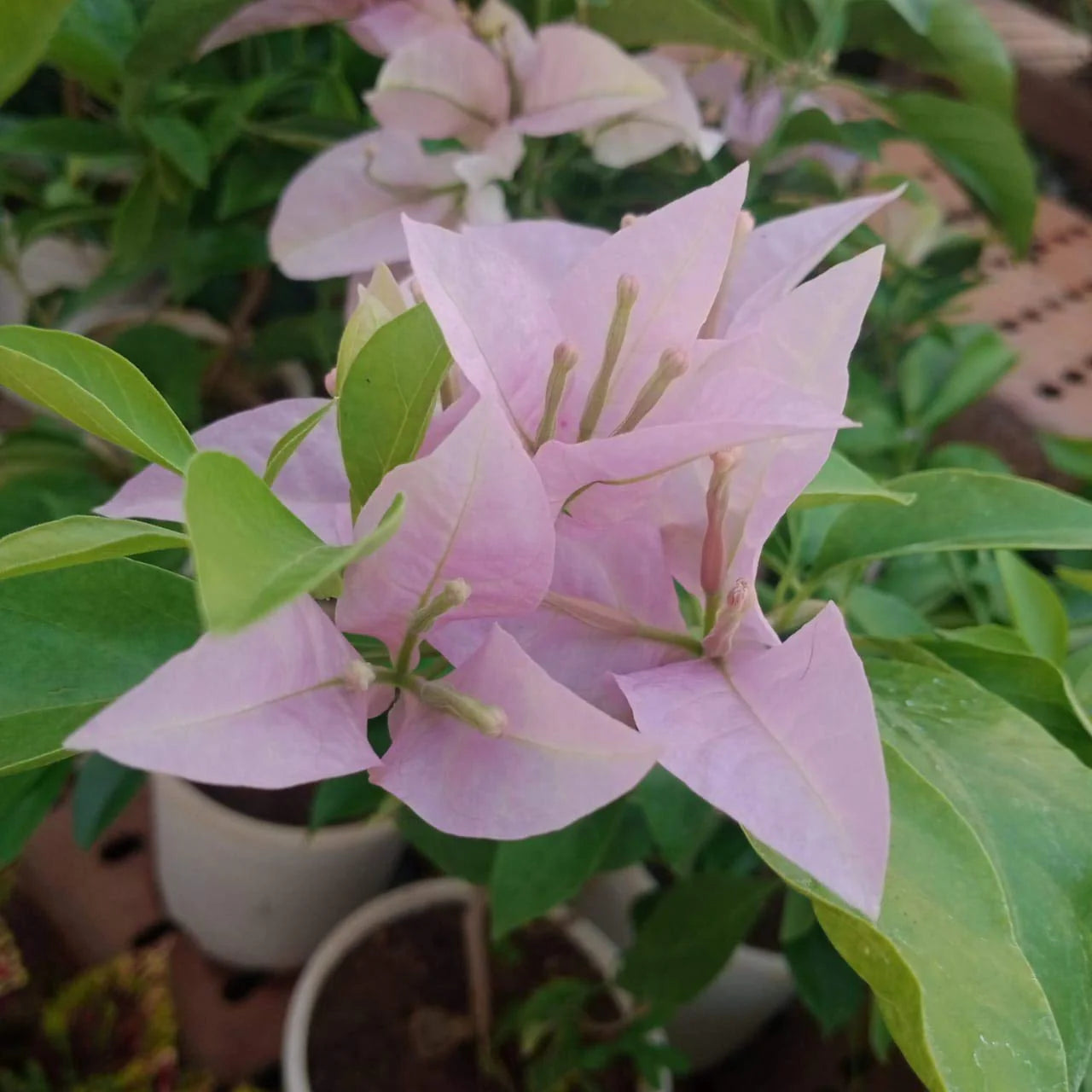 Close-up of Baby Pink Bougainvillea petals