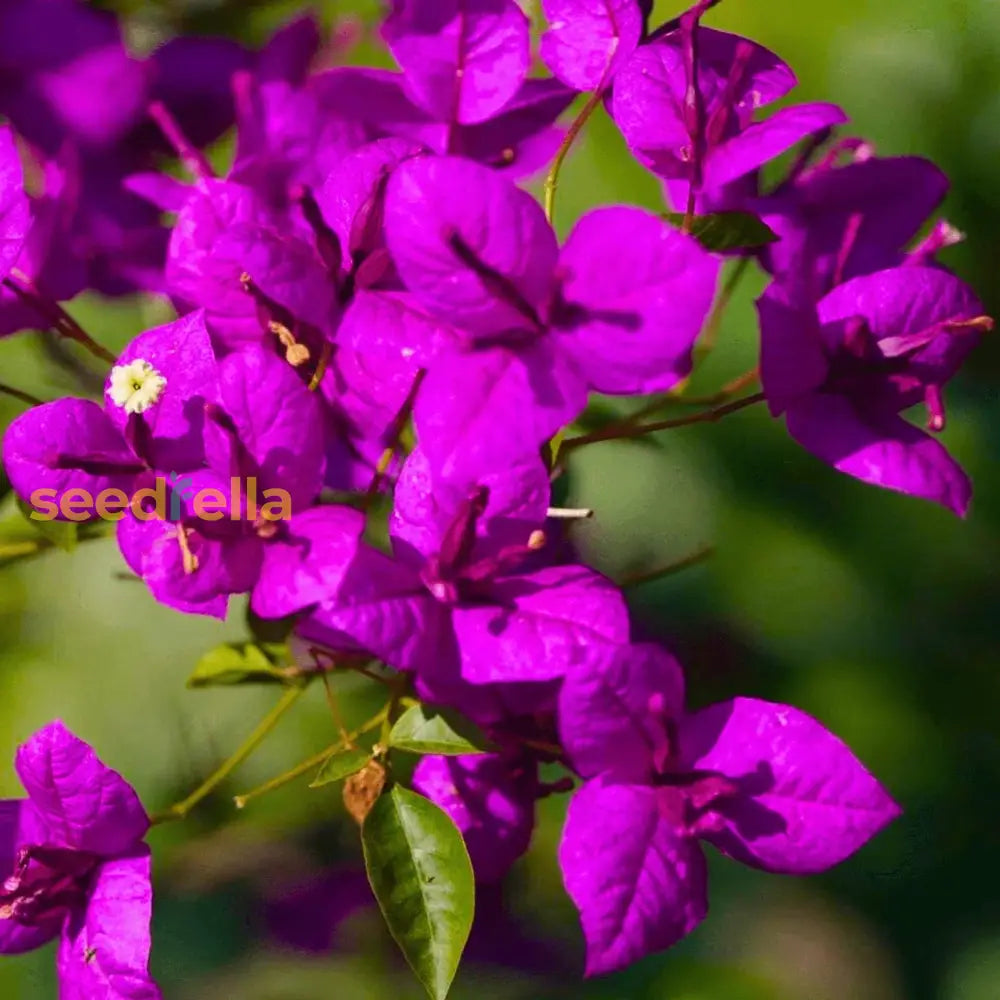 Bougainvillea Flower Seeds For Planting  Dark Violet Stunning Garden Climber