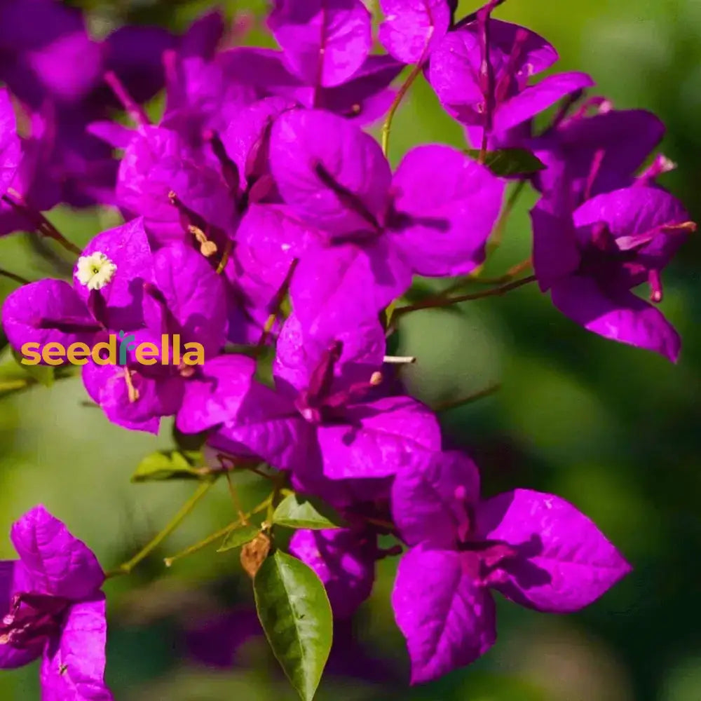 Bougainvillea Flower Seeds For Planting  Dark Violet Stunning Garden Climber