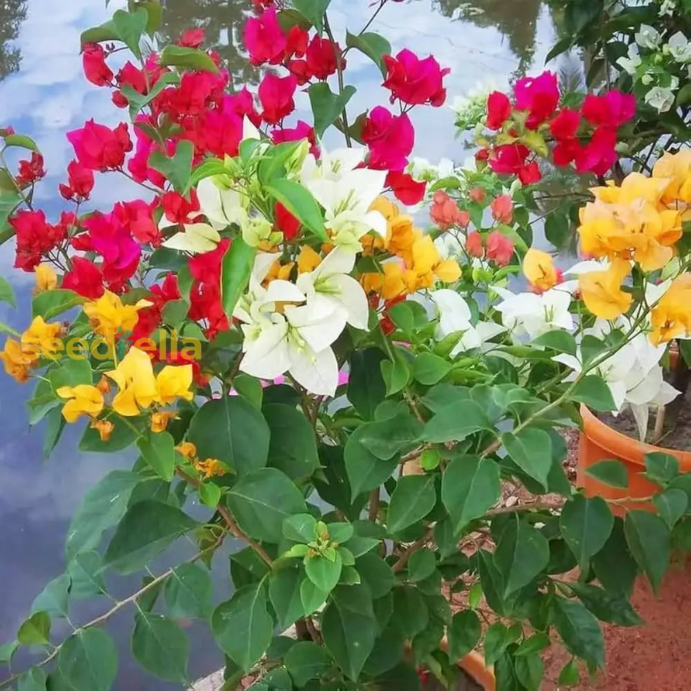 Bougainvillea Flower Seeds Mix For Vibrant Planting