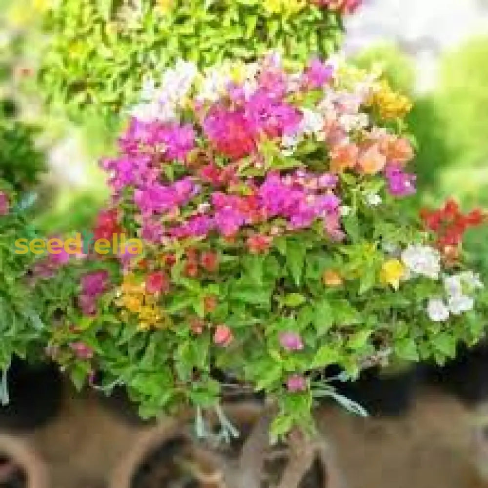 Bougainvillea Flower Seeds Mix For Vibrant Planting