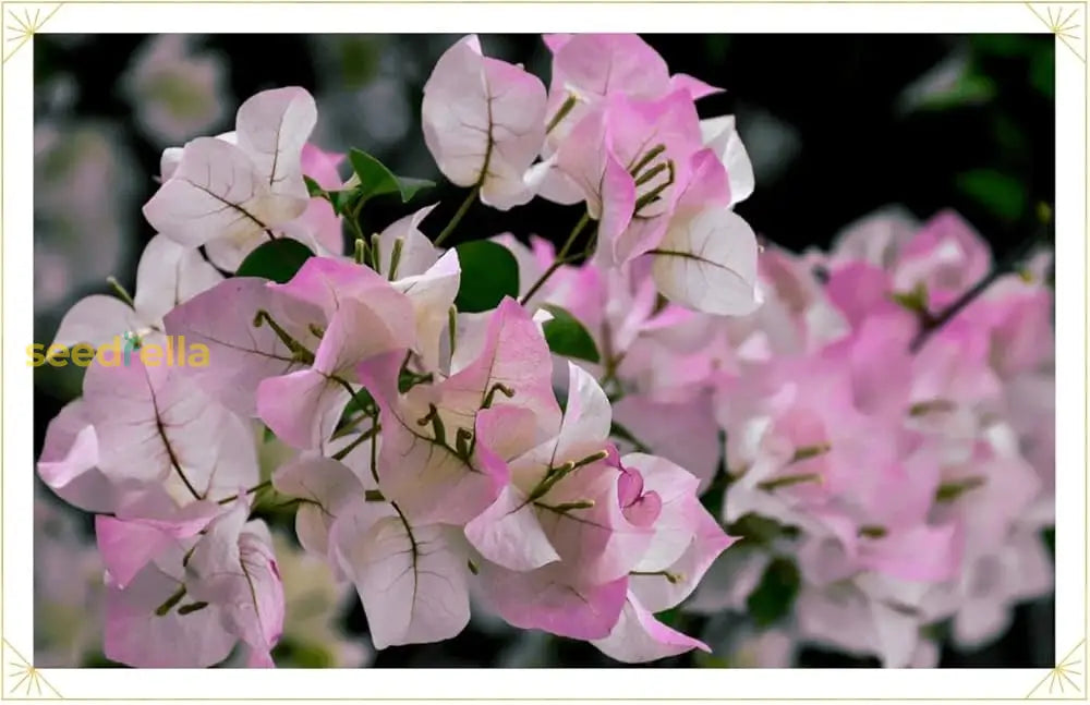 Bougainvillea Flower Seeds - Pink & White For Vibrant Planting