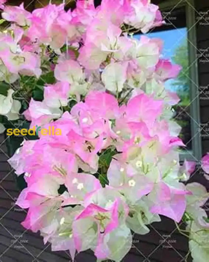 Bougainvillea Flower Seeds - Pink & White For Vibrant Planting