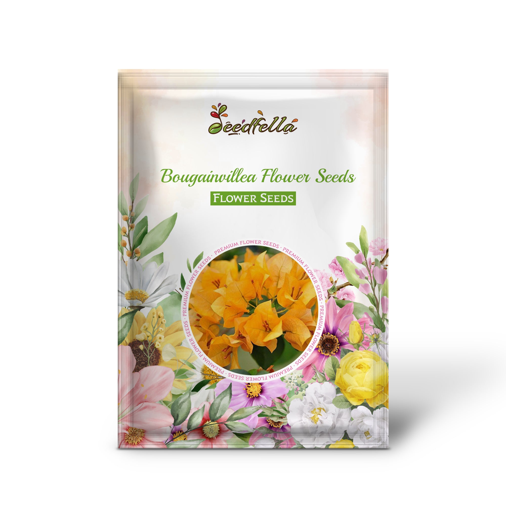 Bougainvillea Dark Yellow and Violet Blooms in Garden