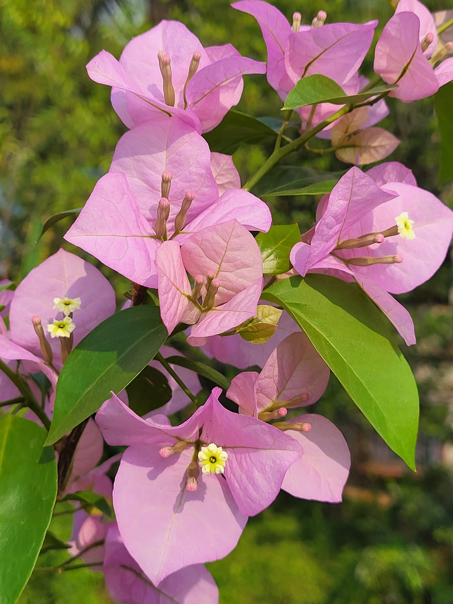 Bougainvillea Vines Enhancing Garden Walls