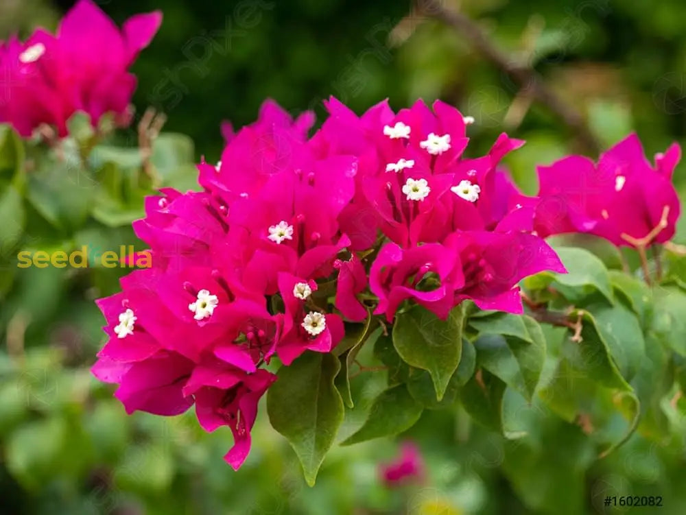 Bougainvillea Seeds For Planting  Vibrant Flowering Plants Flower