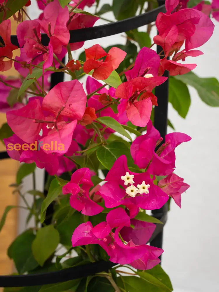 Bougainvillea Seeds For Planting  Vibrant Flowering Plants Flower