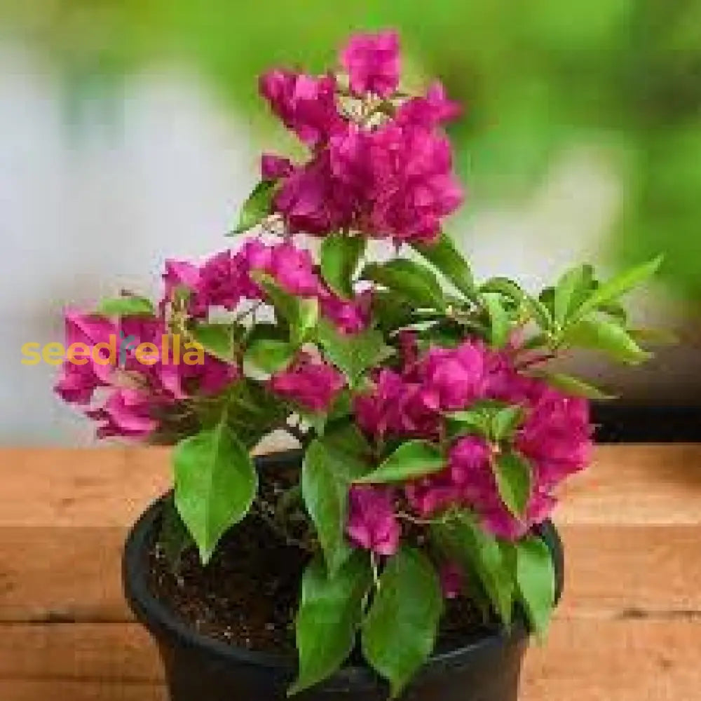 Bougainvillea Seeds For Planting  Vibrant Flowering Plants Flower