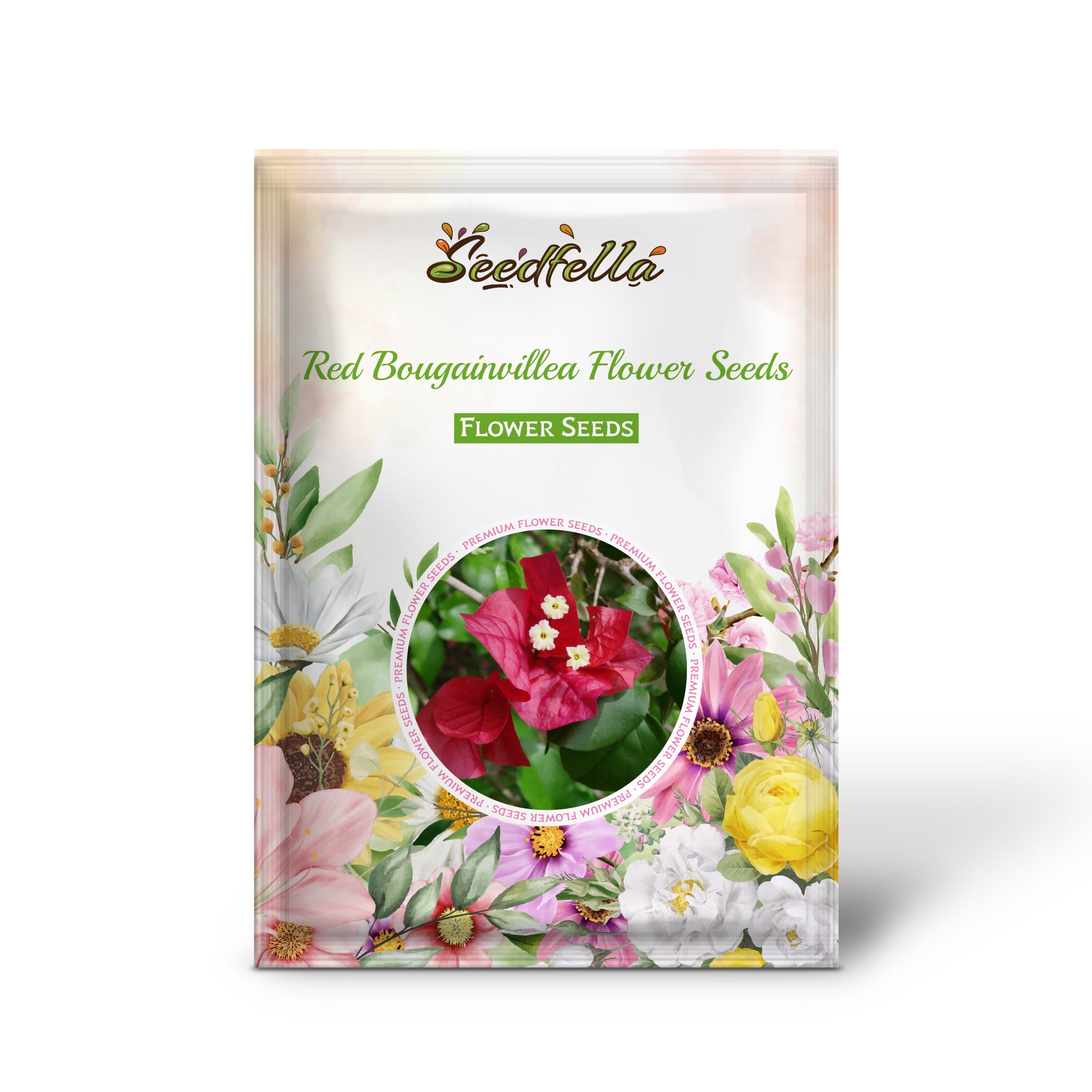 Bougainvillea seeds germination seedlings