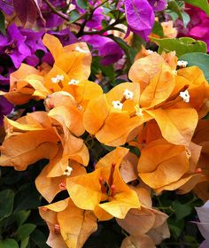 Bougainvillea Flower Seeds For Planting Dark Yellow And Violet