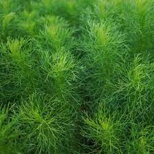Bouquet Dill herb plant growing in a garden
