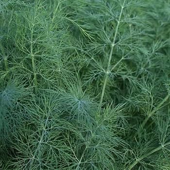 Bouquet Dill seeds sprouting in soil