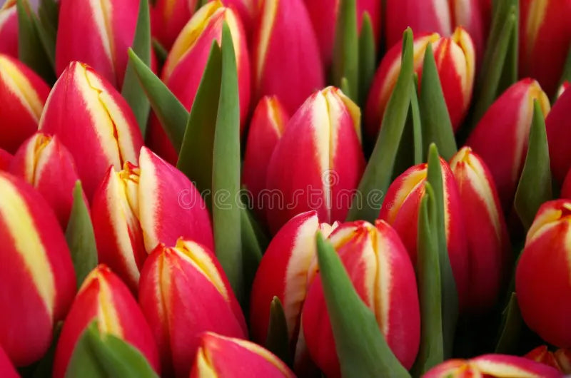 Fragrant Aroma Tulip Seeds For Easy Planting