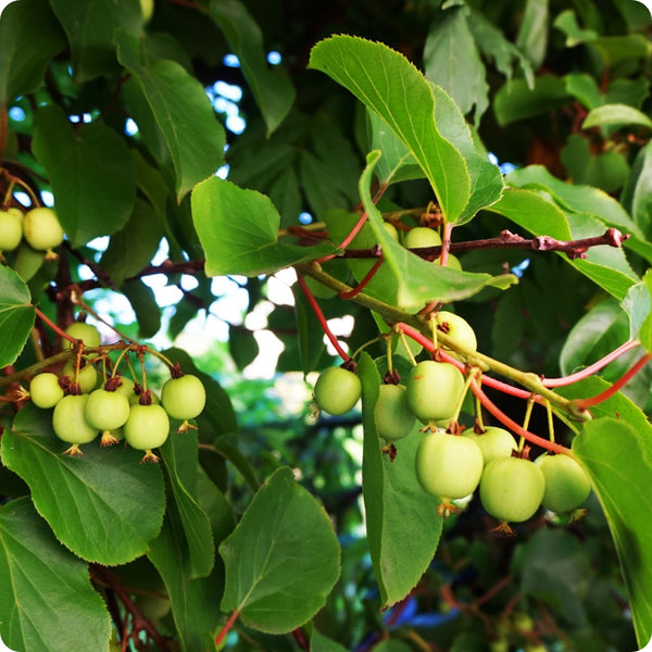 Bower kiwi vine seeds Actinidia arguta cold-hardy fruiting climbing plant